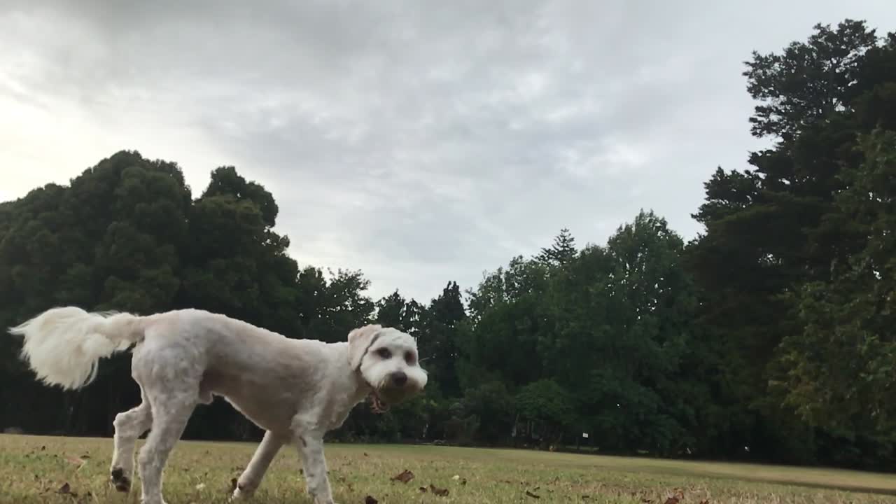 Adorable White Dog Playing Fetch in a Park