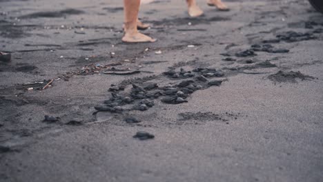 scientist releasing baby turtles on sandy coastline, bare feet