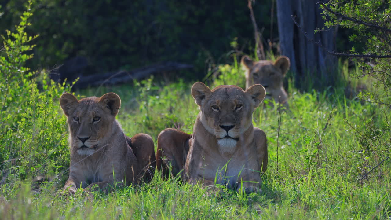 drie leeuwinnen rustend in het grasveld kijkend naar de camera in khwai wildlife sanctuary, botswana