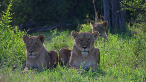 three lioness resting in the grassfield looking at the camera in khwai wildlife sanctuary, botswana