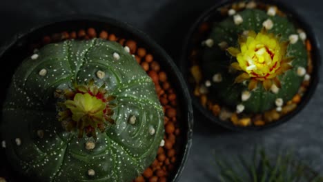 time lapse of cactus flowers opening, fowewrs of astrophytum asterias kikko, park and garden concept and free copy space.