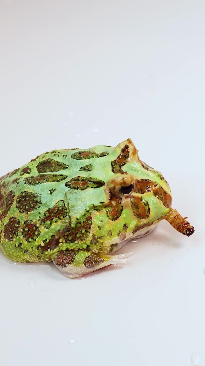 A horned frog consumes a mealworm larva in a brightly lit, minimal studio setting. The camera remains steady, capturing the feeding sequence in close-up detail