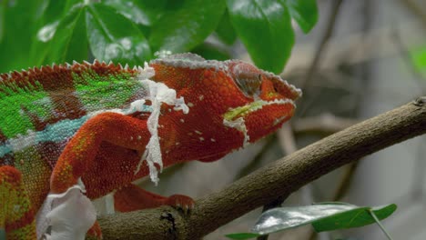 an epic tracking shot of a panther chameleon climbing a tree and shedding its skin