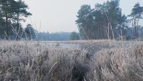 frozen winter landscape