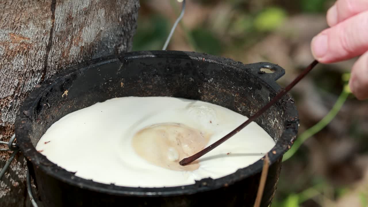 A hand collects latex from a rubber tree using a stick in a natural setting with soft lighting