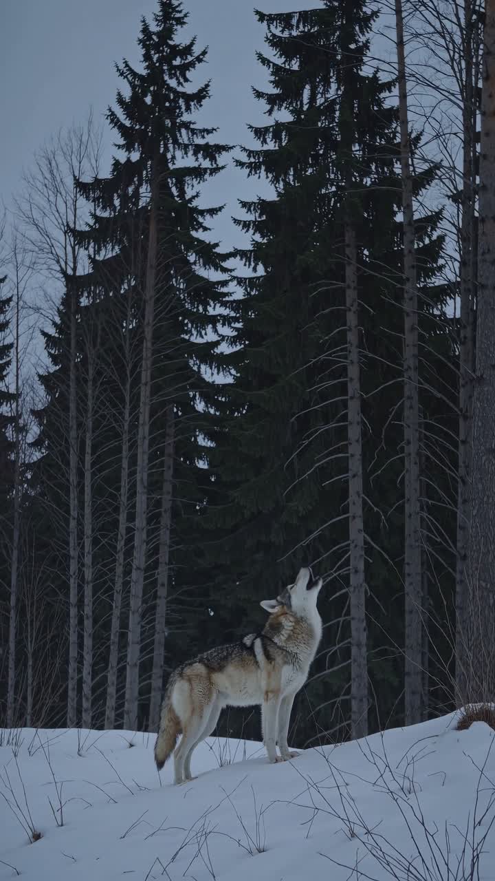 A lone wolf stands in snowy woods, captured from a low-angle, evoking a mysterious, cinematic video