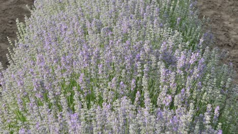 lavender flowers close up