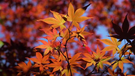 Beautiful red colored maple leaves in the Japanese Park Kenroku-en in Kanazawa City