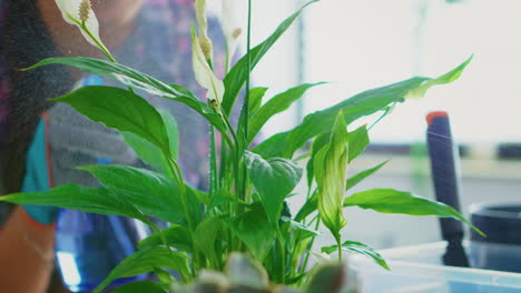 Woman-watering-flowers-in-kitchen