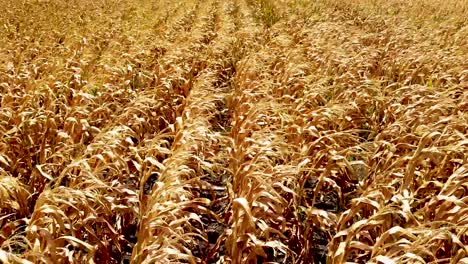 a slow smooth pan of a crop of feed or seed corn drying in the hot summer sun before harvest