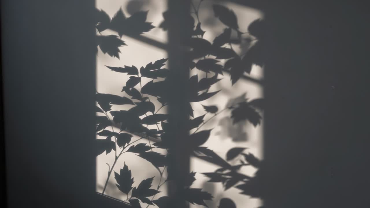 Moving leafy branch shadows swaying on plain wall with muntin and light patch, breeze outside