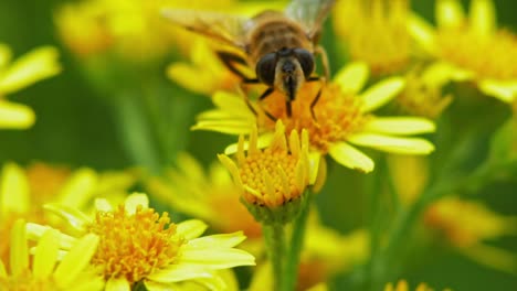 honey bee collecting nectar from yellow daisy flowers