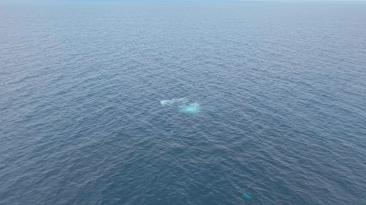 A whale lifts its head from the ocean with breathtaking power, surging toward the drone before splashing back into the sea. A moving, front-facing moment capturing the beauty and strength of the wild