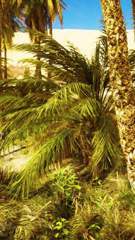 palmeras en un oasis del desierto
