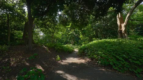 hermoso jardín tradicional japonés de tokio