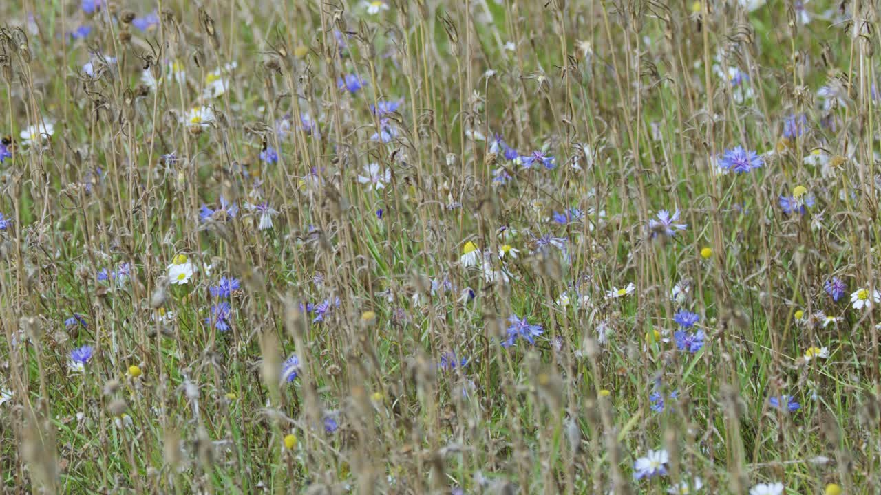 Bees and insects fly among lush wildflowers and grasses in a sunlit spring meadow