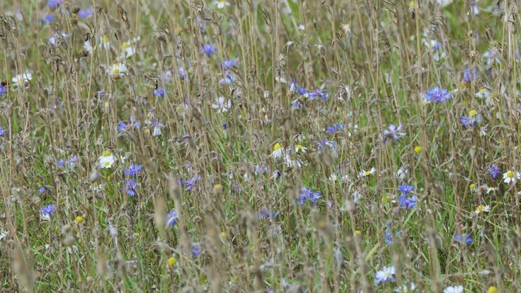 Api e insetti volano tra rigogliosi fiori di campo ed erbe in un prato primaverile illuminato dal sole