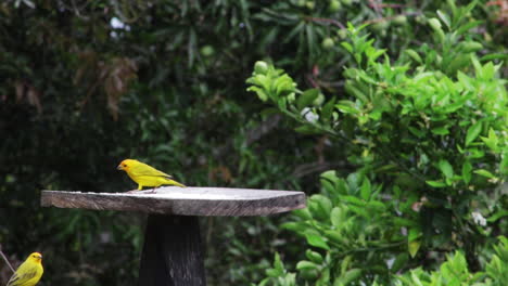 paisaje de aves llamadas científicamente sicalis flaveola color amarillo comiendo y volando alrededor de un lugar donde la gente pone arroz