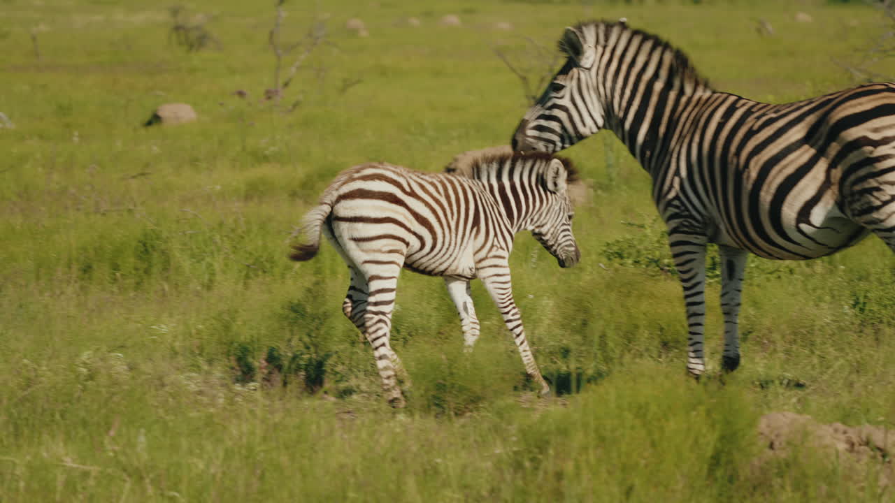 Tra le alte erbe della savana africana, una zebra pascola pacificamente, le sue sorprendenti strisce bianche e nere si fondono perfettamente nel paesaggio lussureggiante