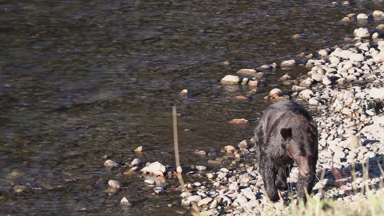 Orso grizzly scuro e bagnato esce dal fiume