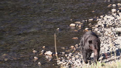 dark wet grizzly bear walks out of river