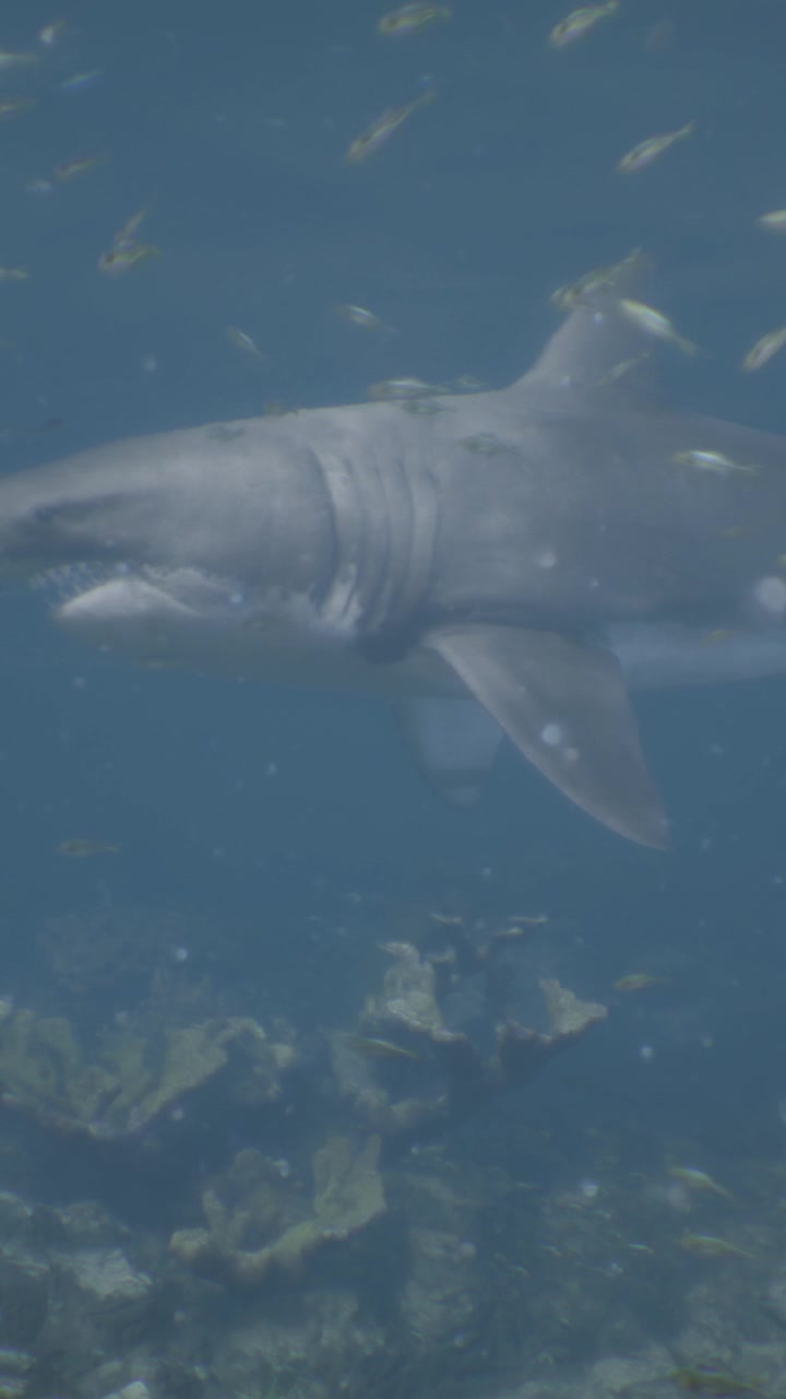 Shark swimming gracefully through coral reef with small fish nearby