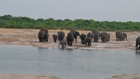 非洲津巴布<unk>的hwange國家公園 (hwange national park) 野生大象群聚集在一個地方,