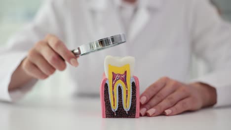 dentist examining tooth anatomy model with magnifying glass