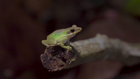 Malayan-White-lipped-Tree-Frog-sitting-on-tree-branch-in-jungle