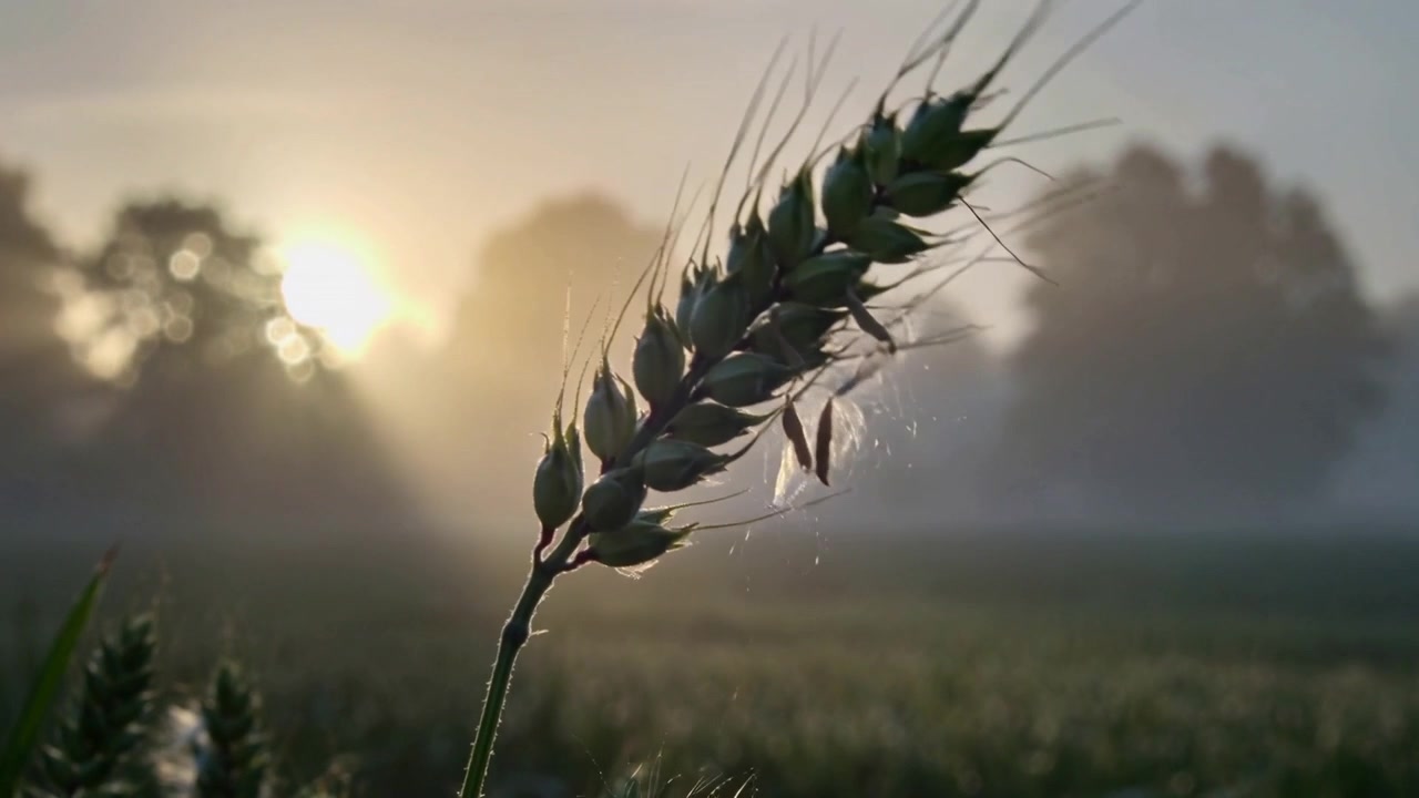 Singola spiga di grano verde con ariste che ondeggia e si inclina all'alba, perdendo glumelle e filamenti setosi.