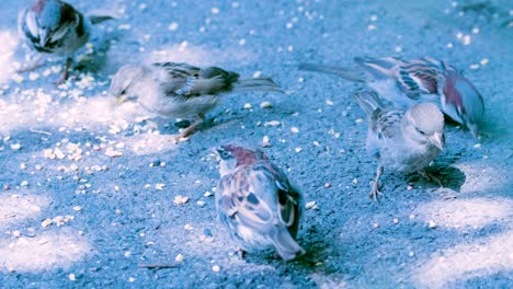 A-number-of-small-brown-birds-on-cement-sidewalk-peck-at-seeds-and-dried-corn-kernels-as-sun-and-shadows-cast-dancing-light-on-them