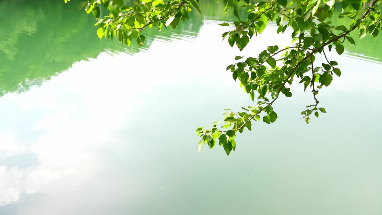 초록색 잎이 있는 나가지가 호수의 초록색 물 위에 있습니다.