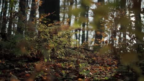 Farnblätter-In-Der-Herbstsonne