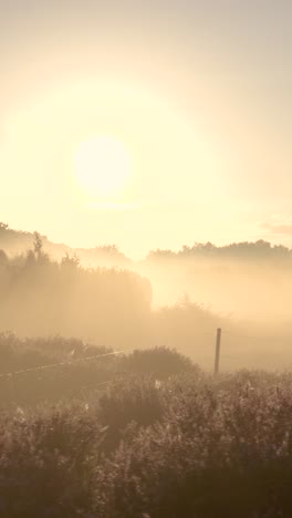 misty sunrise over heath