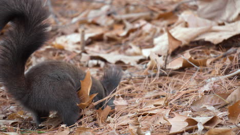 ardilla roja euroasiática buscando provisiones ocultas de nueces debajo de las hojas caídas cavando el suelo y encontró viejas nueces comiendo