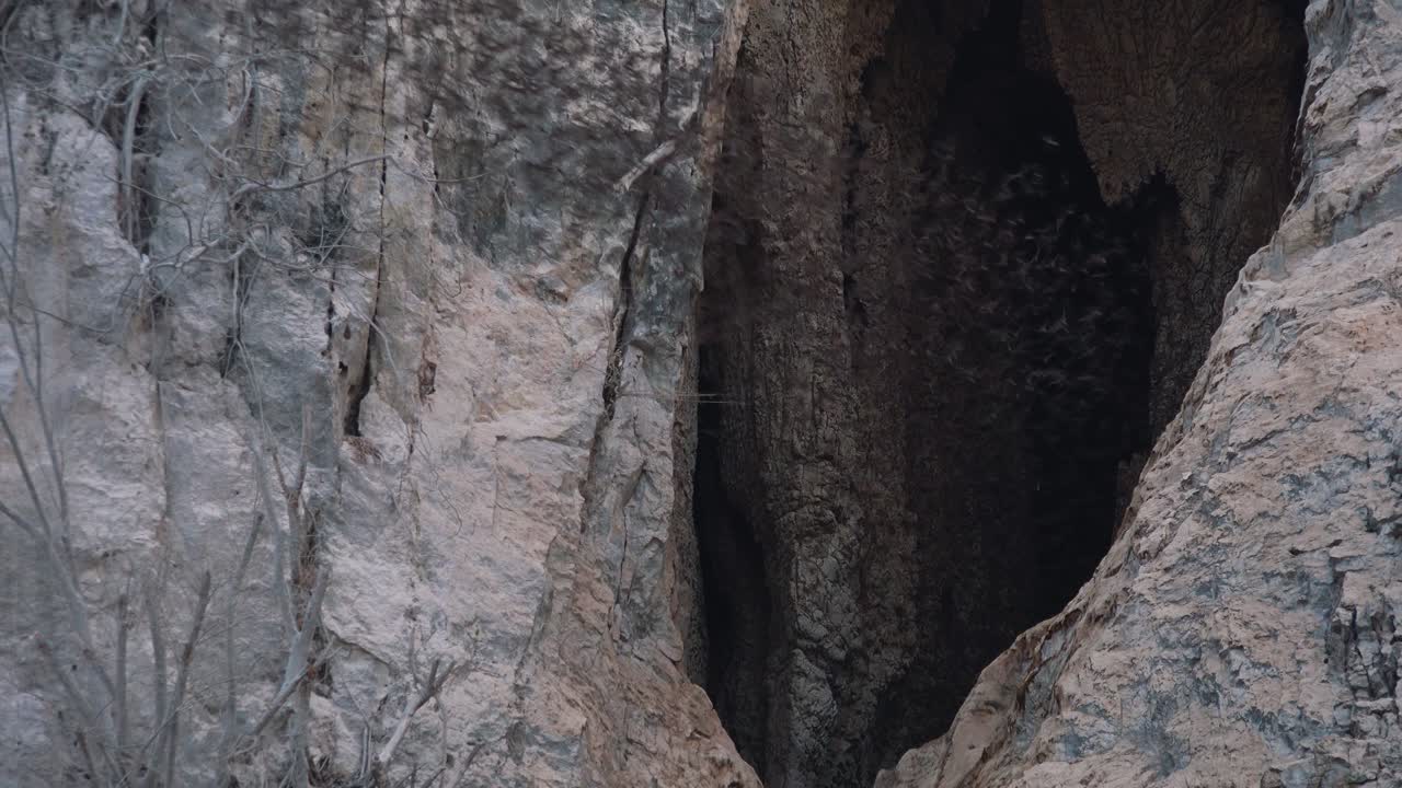 Medium Exterior Shot of Thousand of Bats Flying Out From Cave in the Mountain
