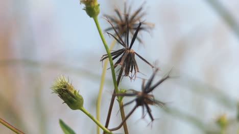 brown dried grass flower, nature