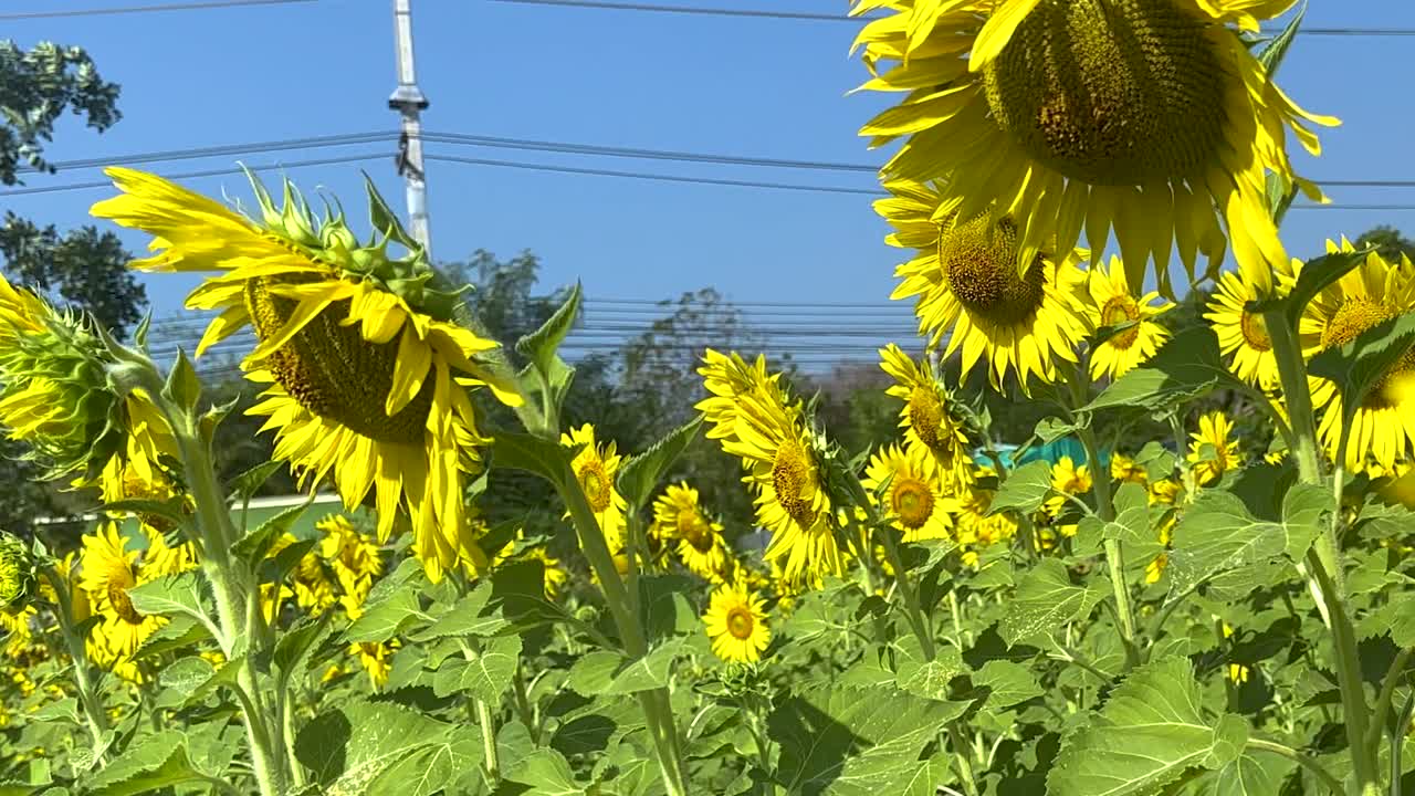 Bright yellow sunflowers in full bloom sway gently against a backdrop of a clear blue sky.