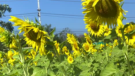 Bright yellow sunflowers in full bloom sway gently against a backdrop of a clear blue sky.