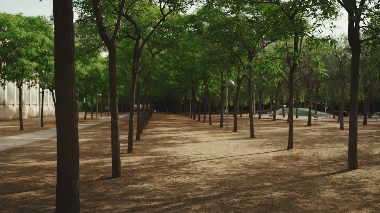 Park alley with rows of trees