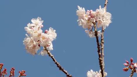 樹開花,蜜蜂飛走,天空藍色