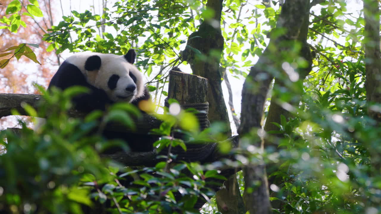 Portrét pandy velké odpočívající v přirozeném prostředí v rezervaci pand Dujiangyan poblíž Čcheng-tu v Číně. Statický záběr.