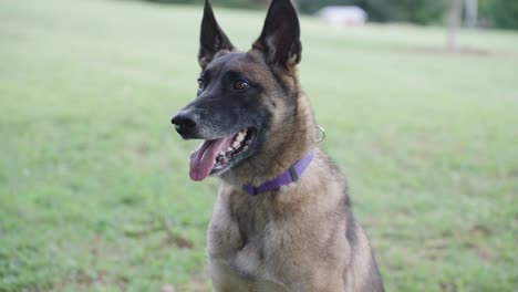 Tan-Adult-German-Shepherd-Sitting-and-Panting-in-Grassy-Field-in-4K-Slow-Motion