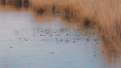 Vista-En-Movimiento-Hacia-Atrás-De-Ranas-En-Cámara-Lenta,-Flotando-En-La-Superficie-Del-Agua-Del-Humedal-Rodeado-De-Grandes-Arbustos-Marrones