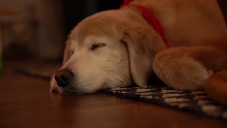 durmiendo golden retriever hd 4k