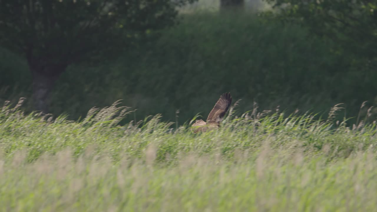 pájaro de presa en un campo