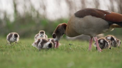ganso gris con bebés pequeños buscando comida en hierba verde vibrante