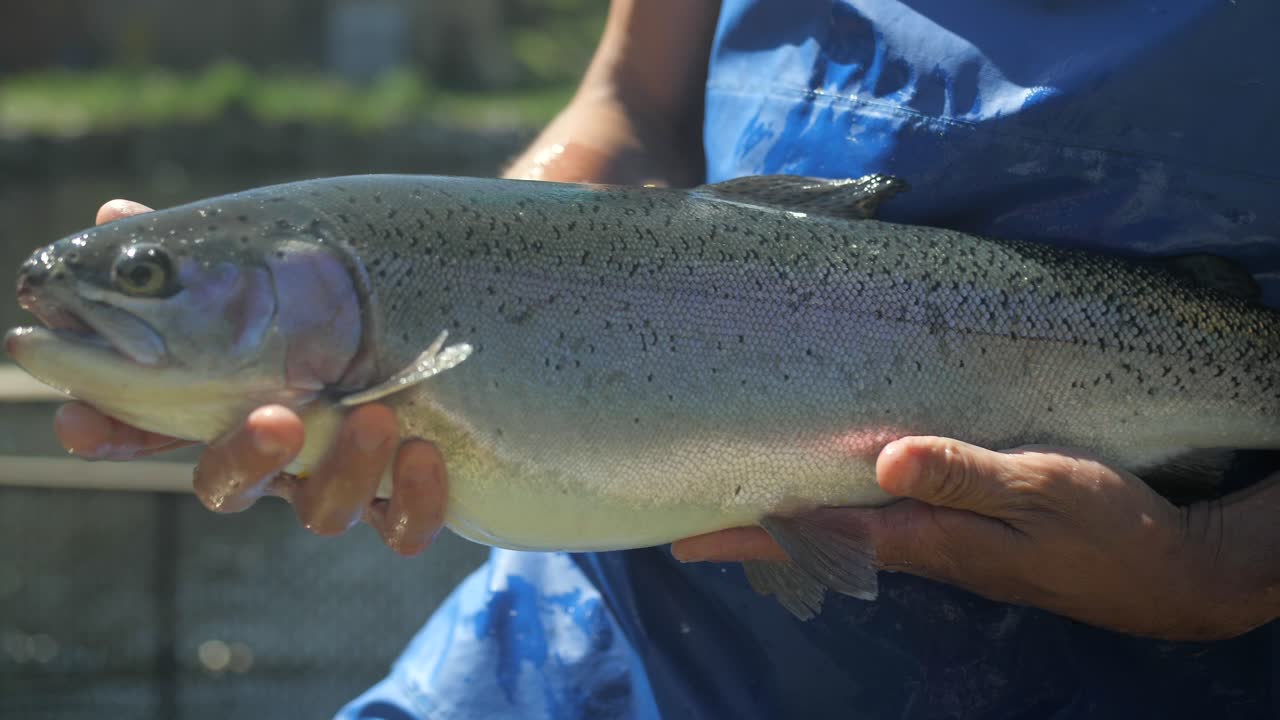 Man in blue apron holding giant live fish in hands in fish farm, slow motion closeup