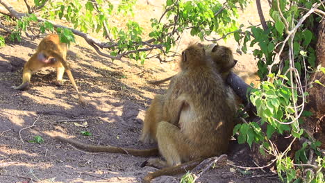 young yellow baboons play while an adult grooms another in the shade