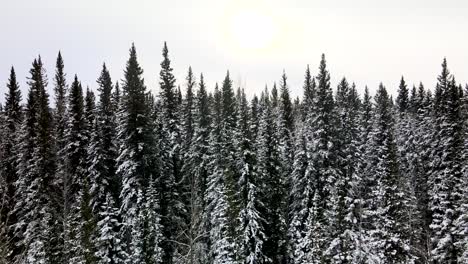 drone shot coming out of trees toward mountain